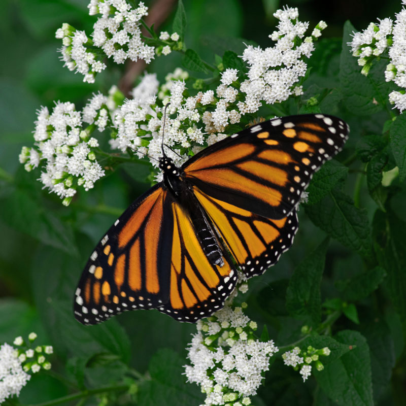 heather-gurd-monarch